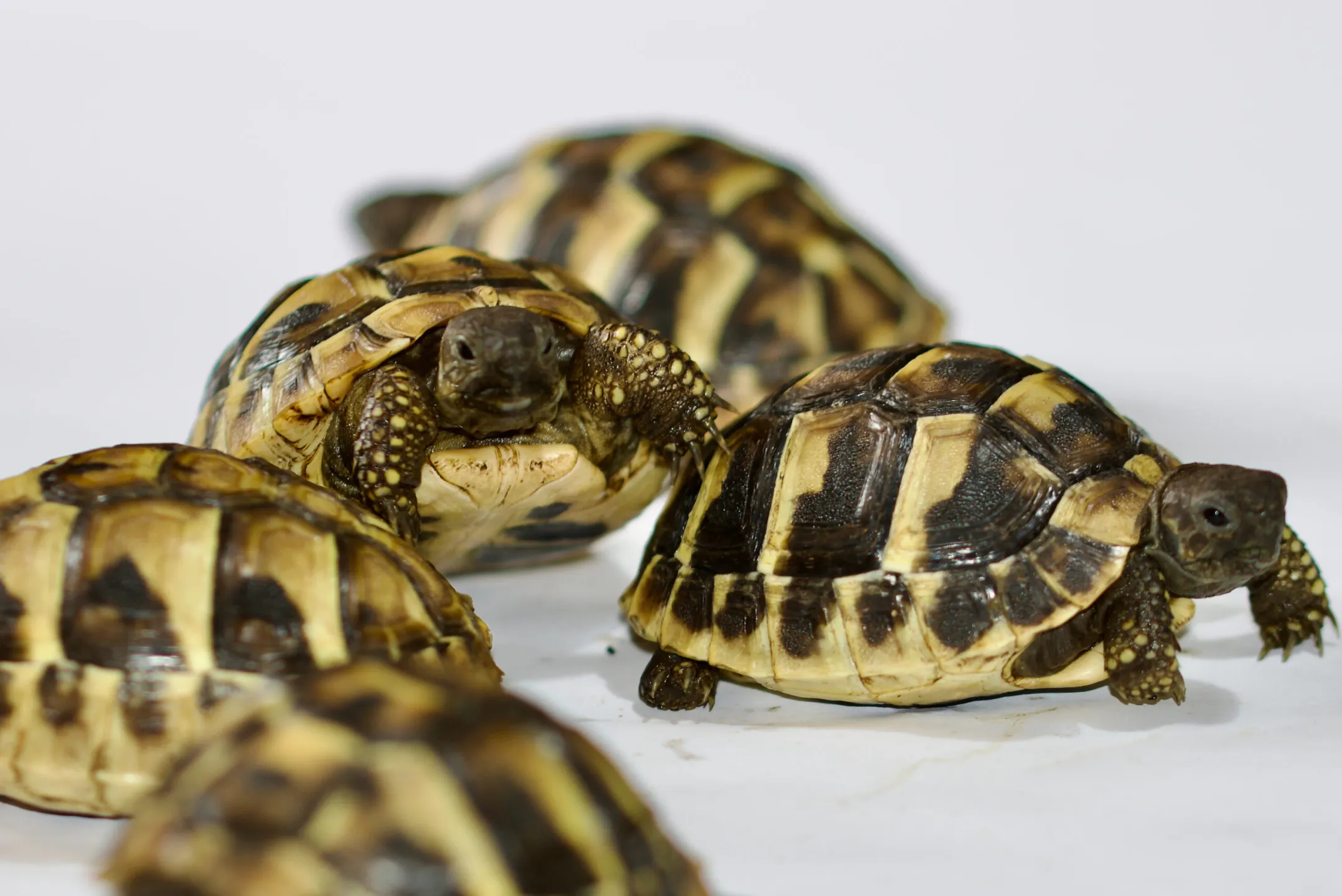 Testudo graeca ibera dell’allevamento Dea & Blu