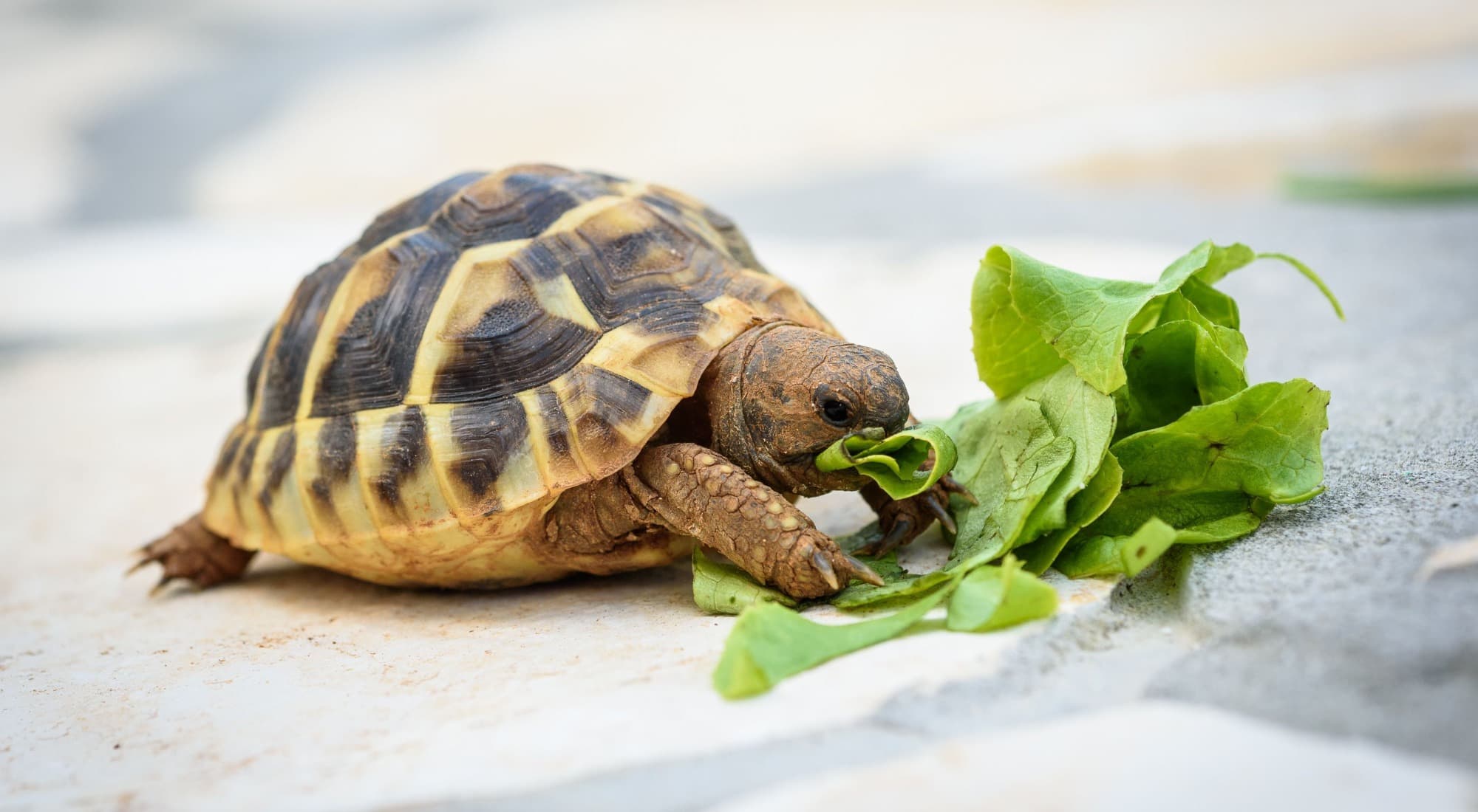 Piccola testuggine che mangia foglie verdi fresche