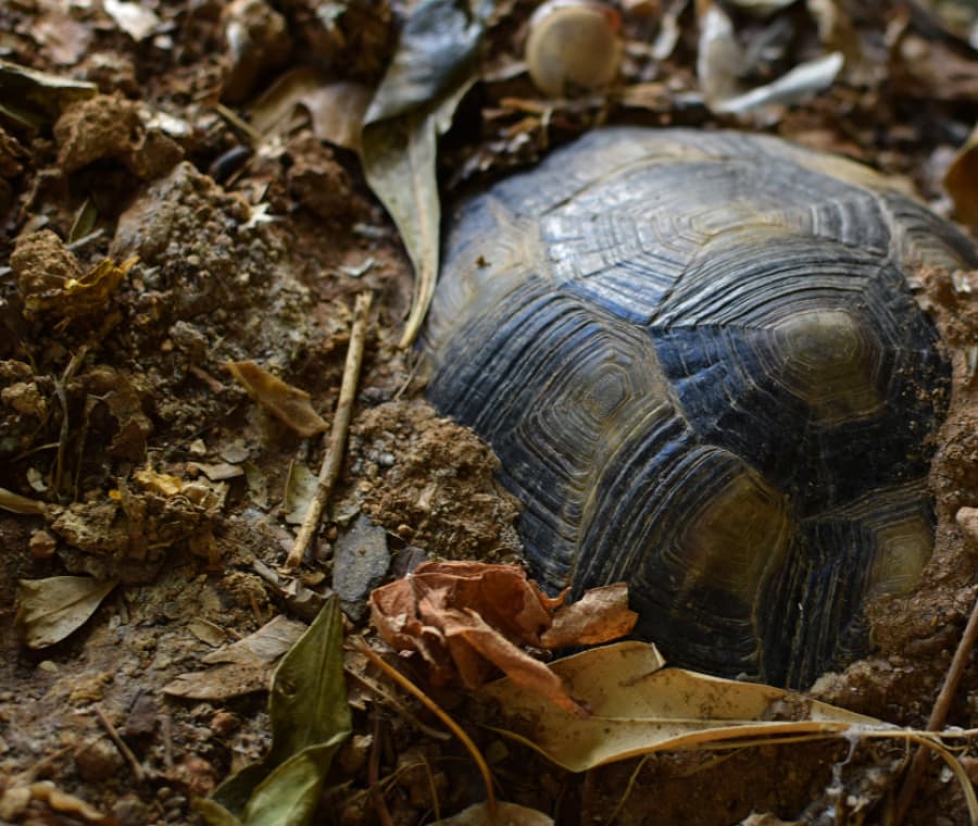 Testuggine infossata nel terreno tra foglie secche, in letargo