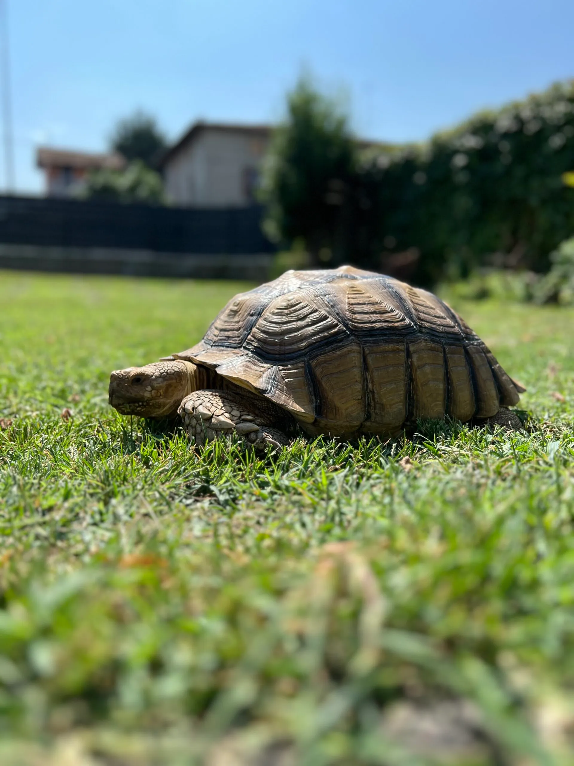 Centrochelys sulcata dell’allevamento Dea & Blu