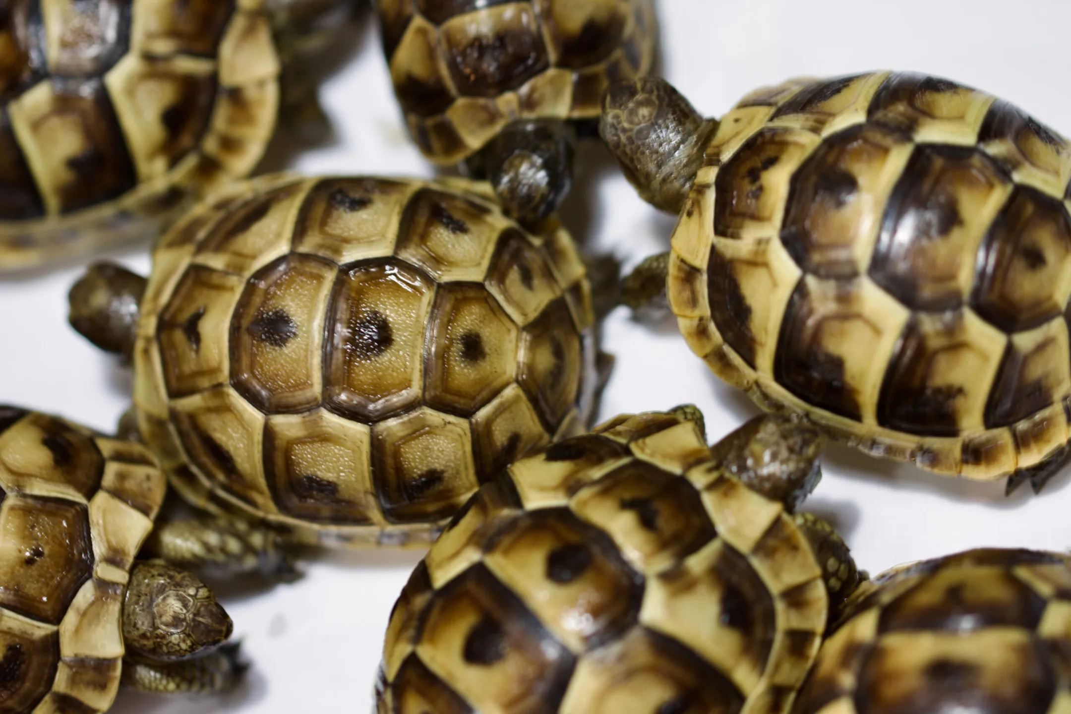Testudo hermanni dell’allevamento Dea & Blu